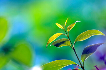 Obraz premium green leaves in sunlight