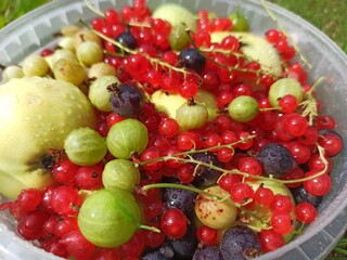 assortment of different berries. a basket of berries. summer berry background. photos of currants, gooseberries, raspberries, apples