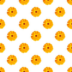 Beautiful marigold flowers seamless floral pattern, white background