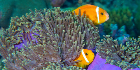 Blackfinned Anemonefish, Amphiprion nigripes, Magnificent Sea Anemone, Heteractis magnifica, Coral...