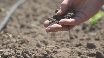 Dry earth in farmer's hand. Dry season.