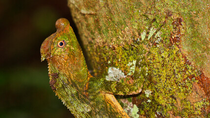 Hump-nosed Lizard, Lyriocephalus scutatus, Sinharaja National Park Rain Forest, UNESCO World Heritage Site Biosphere Reserve, Sri Lanka, Asia