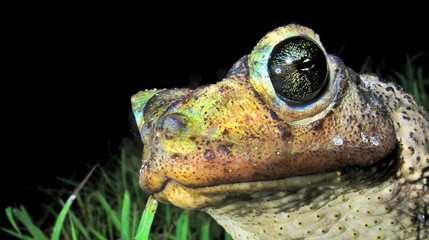 Cuban Toad, Playa Girón, Cuba, América