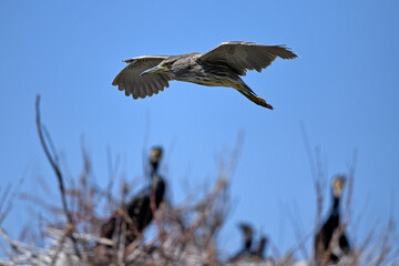 Night heron, Black-crowned night heron // Nachtreiher  (Nycticorax nycticorax) - Greece