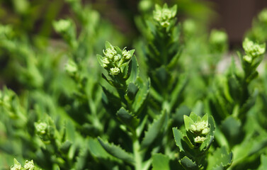 Close-up of the clusters with flowerbuds and foliage of Hylotelephium spectabile. Sedum spectabile or Hylotelephium spectabile on flowerbed.