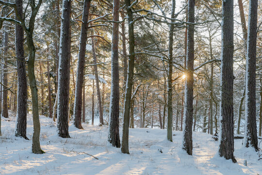 Trees in forest during winter