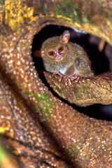 Tarsier, Spectral Tarsier, Tarsius tarsier, Tangkoko Nature Reserve, North Sulawesi, Indonesia, Asia