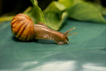 African land snail. slime snail in the nature. one of a plant pest