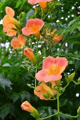 ノウゼンカズラ　凌霄花