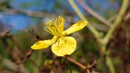 yellow flowers in the wind