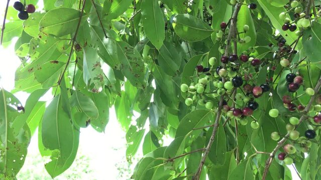 Green and ripe fruits Of Syzygium cumini on tree, commonly known as Malabar plum, Java plum, black plum, jamun or jambolan