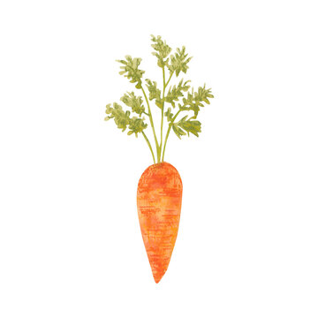 Hand drawn watercolor ripe carrot isolated on white background. Fresh orange vegetable with green leaf, vegetarian food