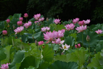 ピンク色の蓮