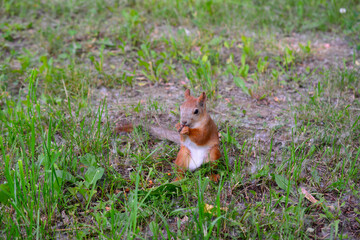 cute squirrel sitting and eating nuts in the forest, close-up