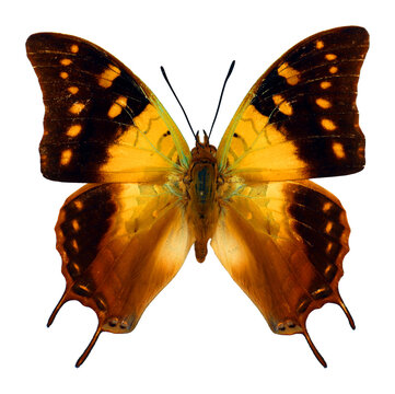 Butterfly isolated on white. Colorful yellow orange butterfly Charaxes antamboulou from Madagascar macro, collection butterflies, nymphalidae, entomology, insects