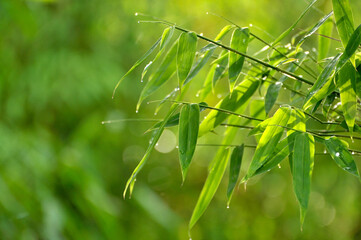 Corn Leaf Background