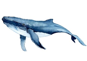blue whale watercolor painting © DigitalGenetics