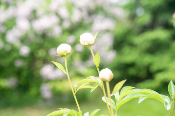 Buds of white peonies growing in the garden