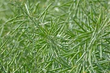 Rape field in Spring