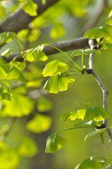 Obraz premium green ginkgo leaves in spring 