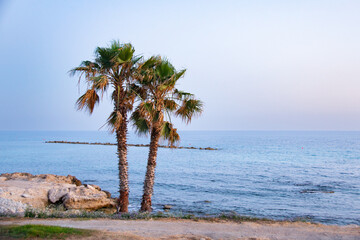 Fototapeta na wymiar Palm Trees at the Kato Paphos Harbor beach in Cyprus. 