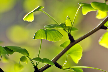 green ginkgo leaves in spring	