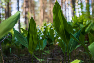 Blooming lilies of the valley in the forest