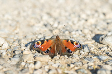 Fototapeta na wymiar European peacock butterfly (Vanessa io) is warming up on a stony, sunny ground.