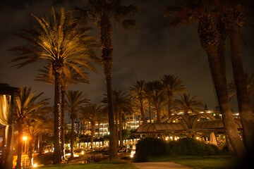 Night photo of the Palm trees in the Harbor street -  Kato Paphos.