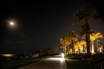 Night photo of the Palm trees in the Harbor street -  Kato Paphos.