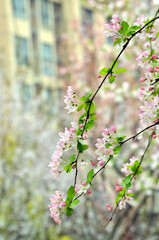 blosson in springtime