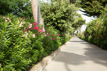 Oleander, Petunias, surfinia, Alley, path, lane, arrangement, walk in the park, clean, well-kept garden, cobblestones