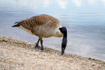 Canada goose on the shore of a lake. Branta canadensis.	