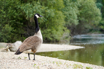 Canada goose on the shore of a lake. Branta canadensis.	