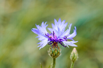 Cornflower against a green background. Blue flower of the plant close-up. Centaurea cyanus.
