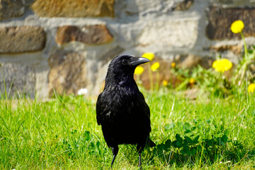 Portrait of a black crow on a green meadow. Corvus Corvidae. Bird with black plumage.

