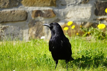 Portrait of a black crow on a green meadow. Corvus Corvidae. Bird with black plumage.


