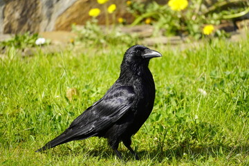 Portrait of a black crow on a green meadow. Corvus Corvidae. Bird with black plumage.

