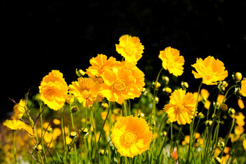 Yellow flowers of the lance-leaved coreopsis. Perennials. Coreopsis lanceolata.
