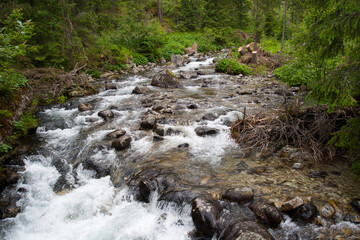river in the forest