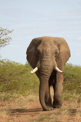 Afrikanischer Elefant / African elephant / Loxodonta africana