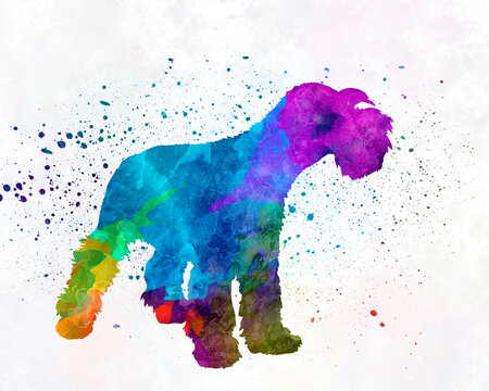 Miniature Schnauzer in watercolor