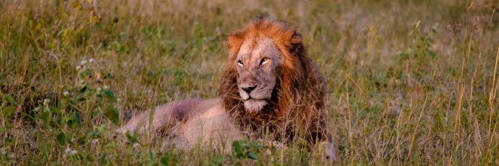 Lion male and female pairing during sunset in South Africa Thanda Game reserve Kwazulu Natal....