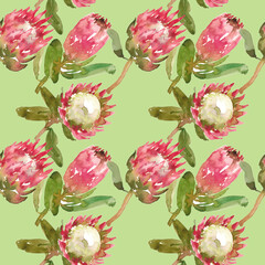 Simple watercolor pattern of protea flowers on a green background for wallpapers, textiles, packaging