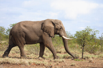 Obraz premium Afrikanischer Elefant / African elephant / Loxodonta africana