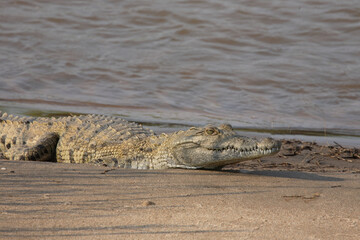 Nilkrokodil / Nile Crocodile / Crocodylus Niloticus