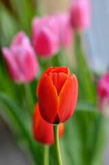 Naklejka premium blossoming tulips in spring