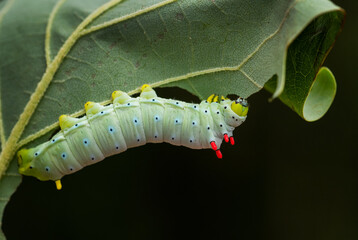 Spicebush Silkmoth - Callosamia promethea, caterpillar of silkmoth from American forests and woodlands, USA.