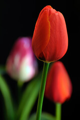 blossoming tulips in spring