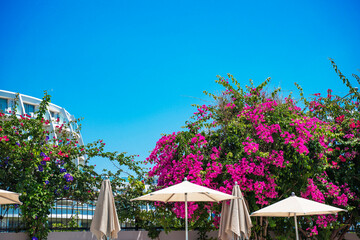 Fototapeta na wymiar View of the blue sky through the oleander flowers by the pool. Holidays at the resort